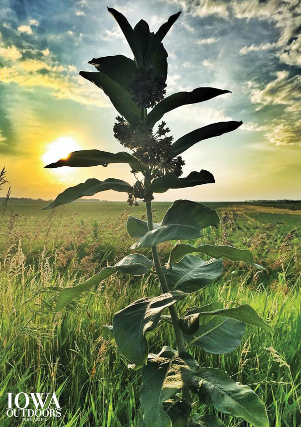 Make your own seed balls this fall when milkweed seedpods are ready. | Iowa Outdoors magazine